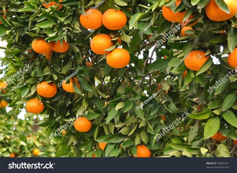 Mandarin Orange Tree Stock Photo 43543231 : Shutterstock