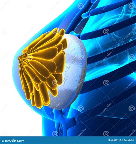 Protesi Del Seno Della Donna Isolata Su Bianco Illustrazione Di Stock