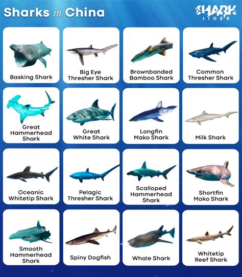 list  sharks  china  pictures