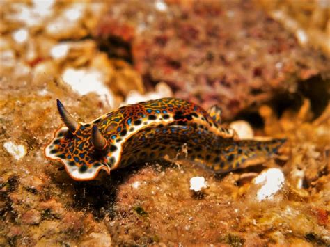 5 Fun Facts About Nudibranchs - Roatan Divers