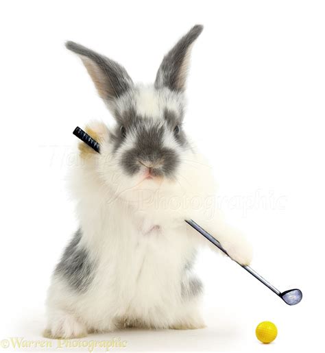 Bunnies Picture of Bunny Playing Golf, WP41472.