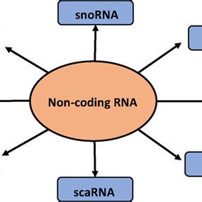 Types of non-coding RNAs. | Download Scientific Diagram