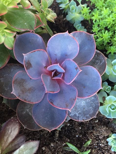 Echeveria Gibbiflora Picturethis