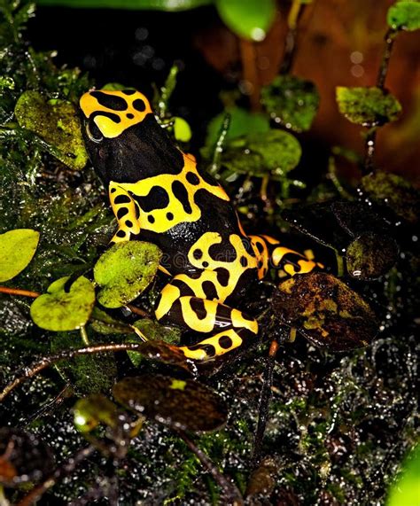 Red Poisson Frog Granular Poison Arrow Frog Dendrobates Granuliferus