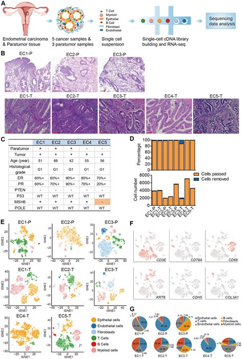 Phenotyping Of Immune And Endometrial Epithelial Cells In Endometrial