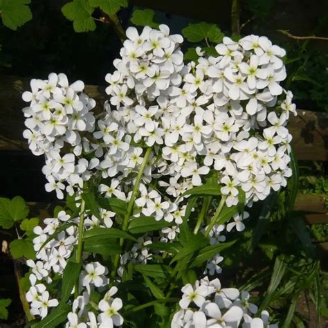 Hesperis Matronalis Alba Damastbloem Kopen Het Groene Paradijs