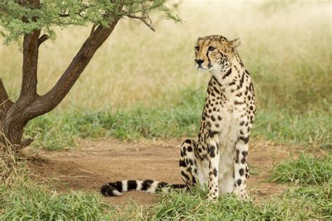 Top 25 Facts About the King Cheetah: Africa's Rarest Cat