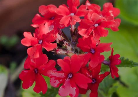 Flores Aut Ctonas De Argentina Las Plantas Nativas M S Lindas Del Pa S