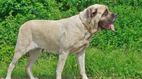 Great Dane vs. English Mastiff: Differences and Similarities