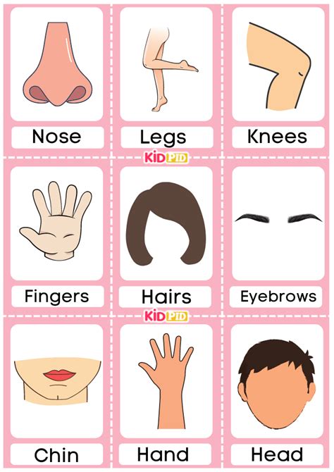 Body Parts Flashcards - Kidpid