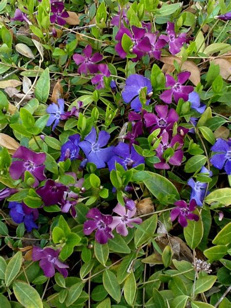 Vinca Ground Cover At Sensible Gardening Deer Resistant Landscaping