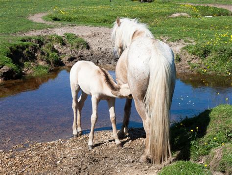 Horse And Foal Free Stock Photo - Public Domain Pictures