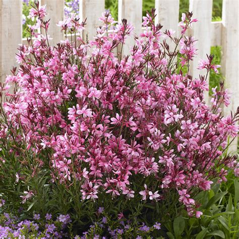 Gaura Lindheimeri Baby Butterfly Dark Pink Gaura De Lindheimer Nain