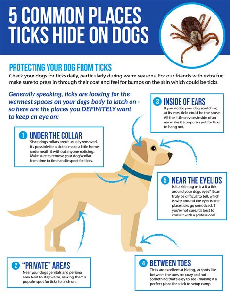 Blood Test For Lyme Disease In Dogs - Quotes Type