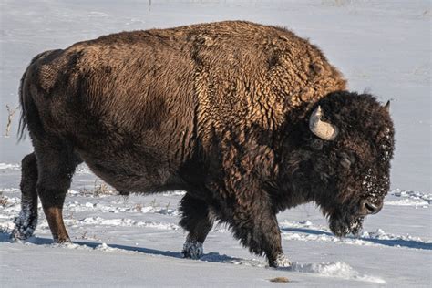 A Beginner’s Guide to Bison Hunting | West Canyon Ranch