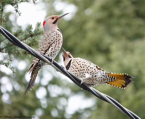 Northern Flickers Northern Flickers Are Large Brown Woodp Flickr