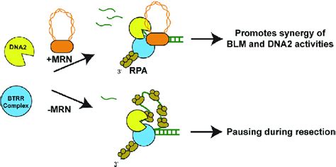 Model Of How Mrn Regulates Dna Resections Download Scientific Diagram