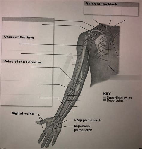 Veins Of Arm And Venous Drainage Into The Superior Vena Cava Diagram