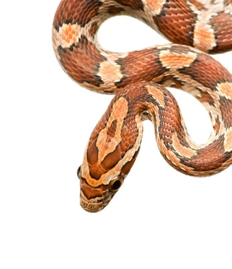 Snake Slithering In Front Of White Background Studio Shot Stock Photo