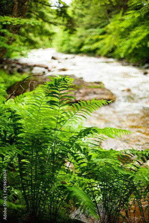 lush forest Stock Photo | Adobe Stock