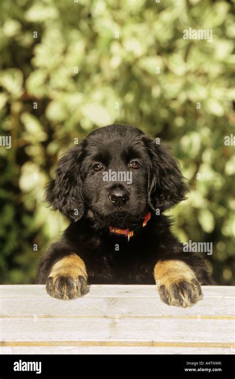 Hovawart Puppy Stock Photo Alamy