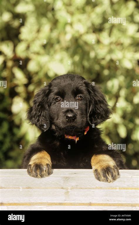 Hovawart - puppy Stock Photo - Alamy