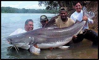 Big Fishes of the World: PIRAIBA CATFISH (Brachyplatystoma filamentosum)