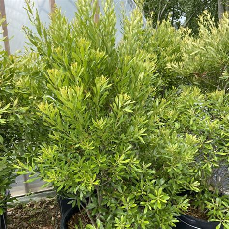 Myrica Cerifera Southern Wax Myrtle Unity Grown Unity Church Hill