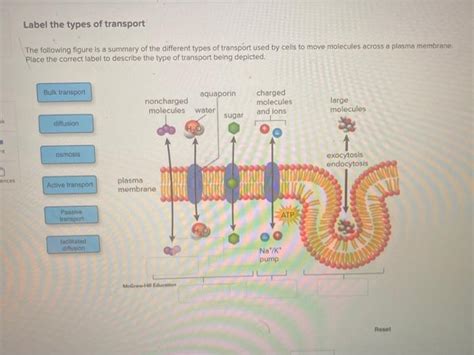 Solved Label The Types Of Transport The Following Figure Is Chegg