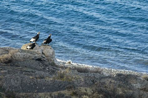 Andean Condor ,Torres del Paine National Park, Patagonia, Chile. 26211859 Stock Photo at Vecteezy