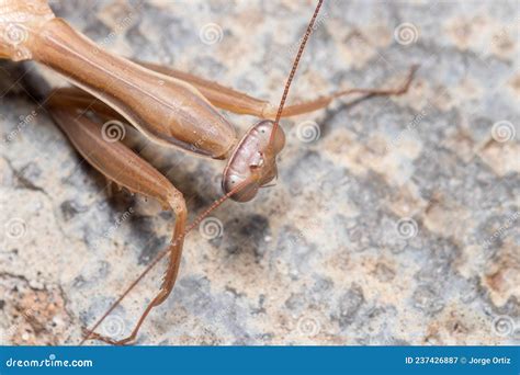 Closeup Of The Head Of A Brown Praying Mantis Walking On A Concrete