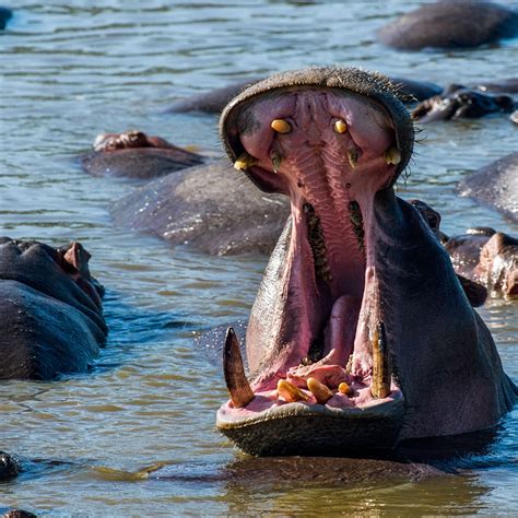 Hippopotamus Teeth