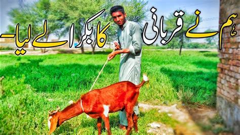 Qurbani Ka Bakra Le Lia Humne Mandi Se Vloging By Usama Youtube