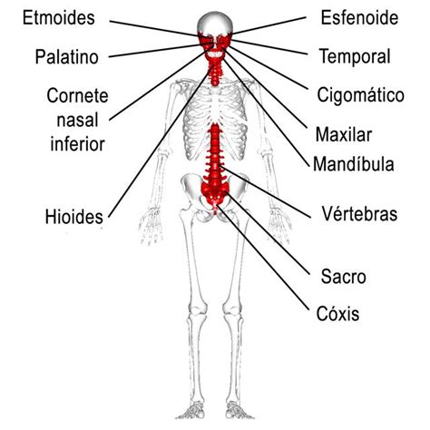 Clasificación De Los Huesos Según Forma Tamaño Estructura Función