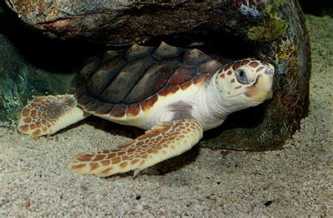 10 Facts about Loggerhead Turtles | Less Known Facts