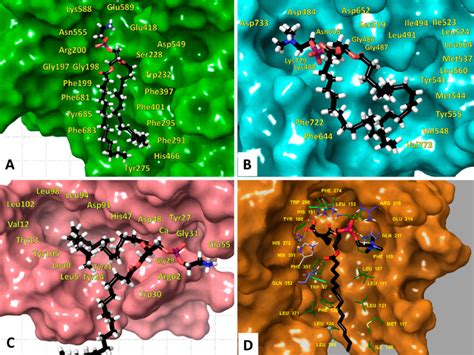 Molecular Dynamics Simulations Revealed The Structural Features That