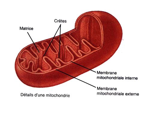 Biologie Cellulaire CELLULES EUCARYOTES