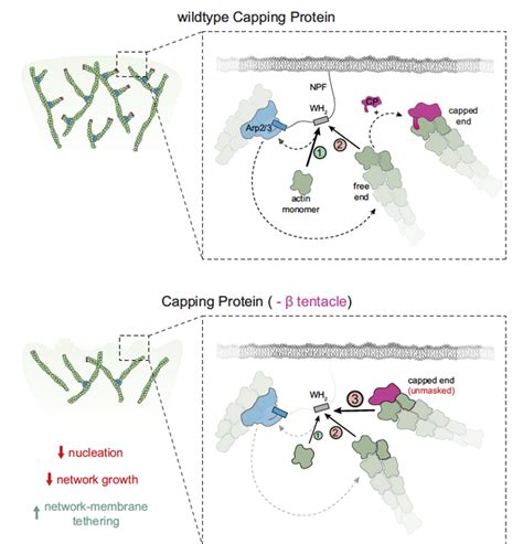 Mechanism Regulating The Produ Image Eurekalert Science News Releases