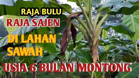 PISANG RAJA BULU USIA 6 BULAN MONTONG DILAHAN SAWAH YouTube