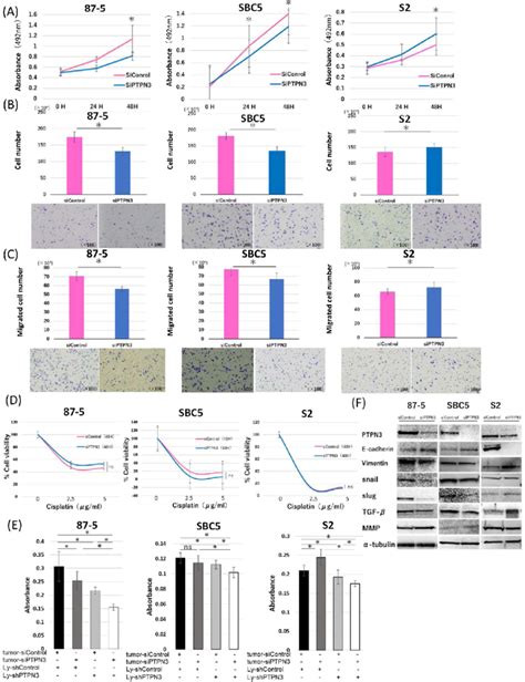 Ptpn Plays A Role In Sclc Cell Proliferation Migration And Invasion