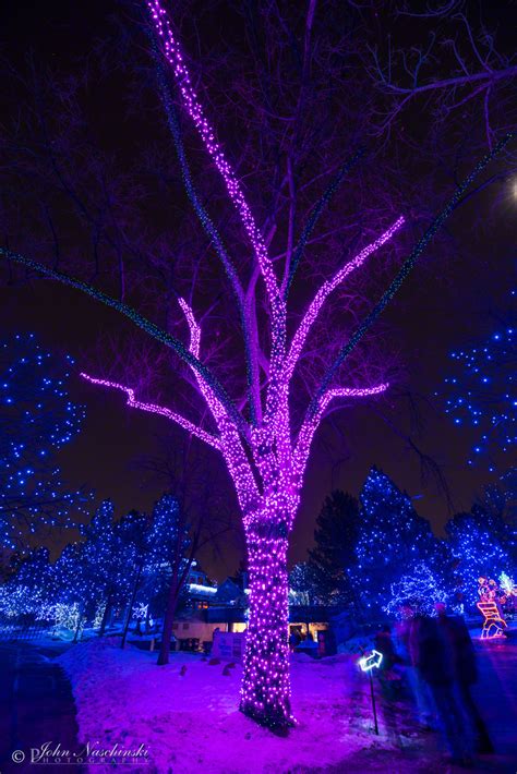 Zoo Lights at the Denver Zoo - Photos