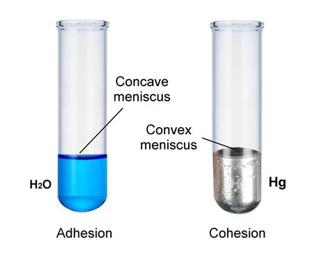 Meniscus Diagram | Quizlet