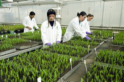 Maize Research Stock Image C Science Photo Library