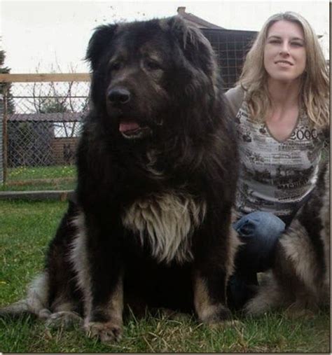 Big Caucasian Shepherd Dog among the top 10 biggest dog breeds. Click ...