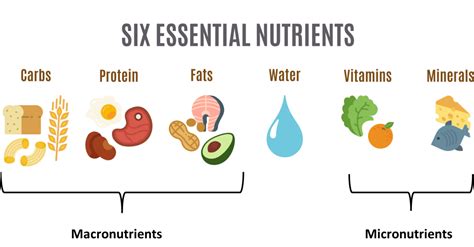 6 Essential Nutrients With Macro And Micro Clubworx