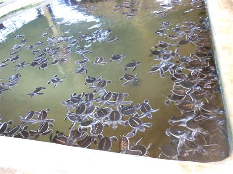 I , Me, My self & my Small World!!: Turtle Hatchery at Hikkaduwa.. Nice ...