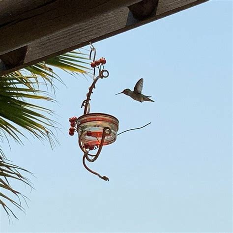 US$ 25.99 - Red Berries Hummingbird Feeder - www.maicei.com