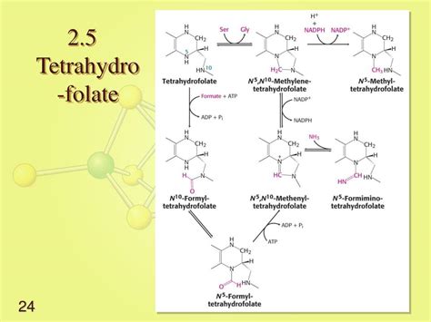 PPT Lecture 11 Biosynthesis Of Amino Acids PowerPoint Presentation