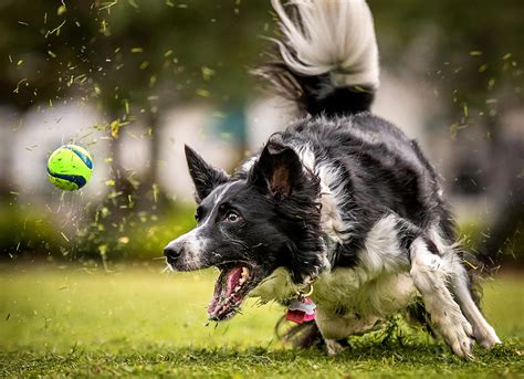 How To Get Your Dog To Play Fetch By Expert Trainer Ben Randall