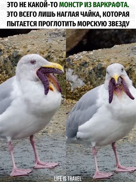 Интересно, что у чаек нет социальных отношений с сородичами. И бывает ...